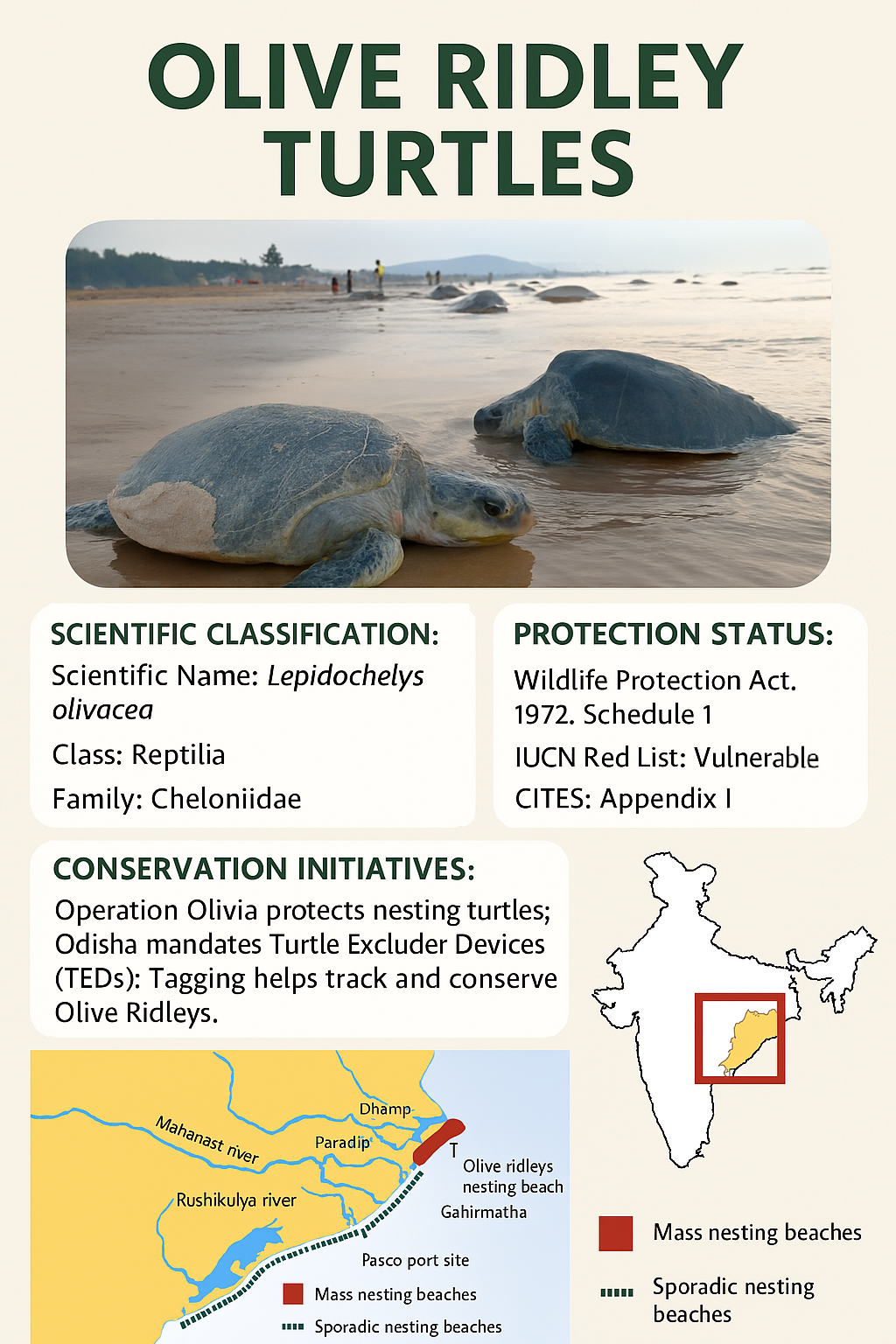 Olive _Ridley _Turtles